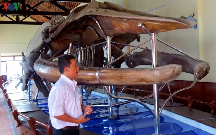 Gros plan sur la plus grande carcasse de baleine d’Asie du Sud-Est - ảnh 2